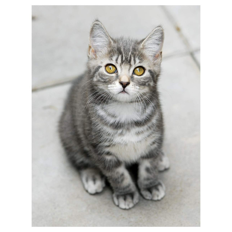 Manuel du chat en bonne santé - Les bons gestes et les bons réflexes