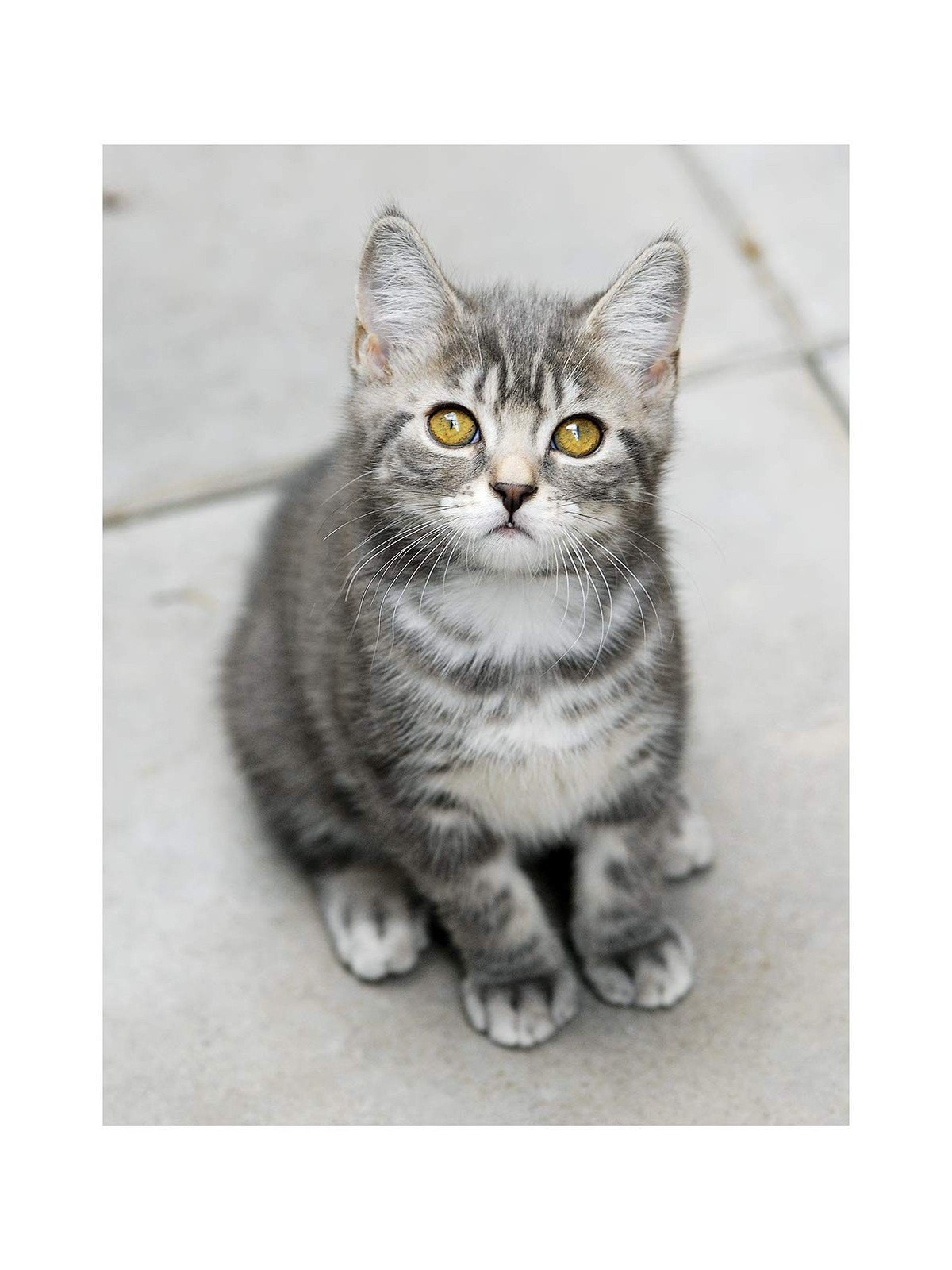 Manuel du chat en bonne santé - Les bons gestes et les bons réflexes