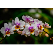 Orchidée – parfum floral raffiné & apaisant – Mystik Boutique