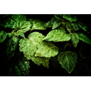 Patchouli – parfum boisé, intense & ancrant – Mystik Boutique