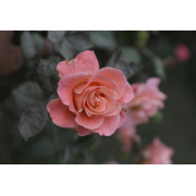 Rose – parfum floral doux, romantique & apaisant – Mystik Boutique